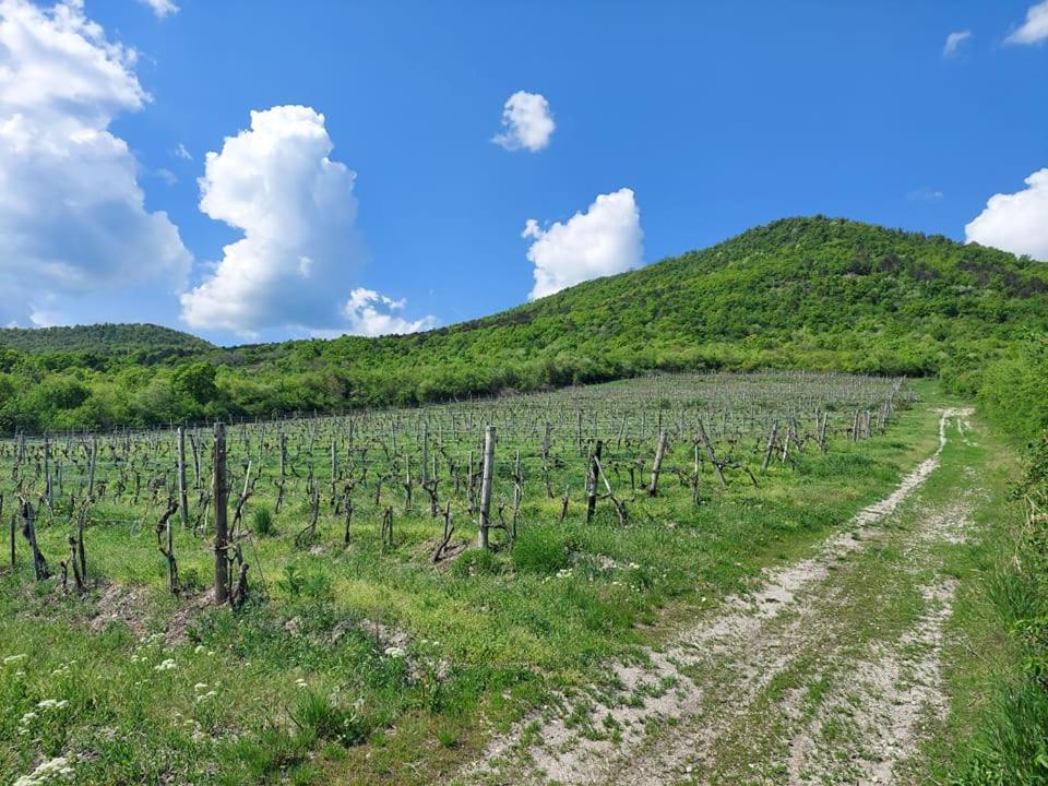 Appartamento Via Tokaj Vendégház Sátoraljaújhely Esterno foto